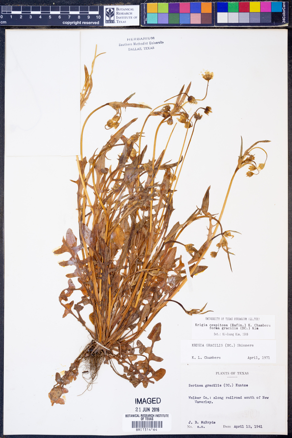 Krigia cespitosa var. gracilis image