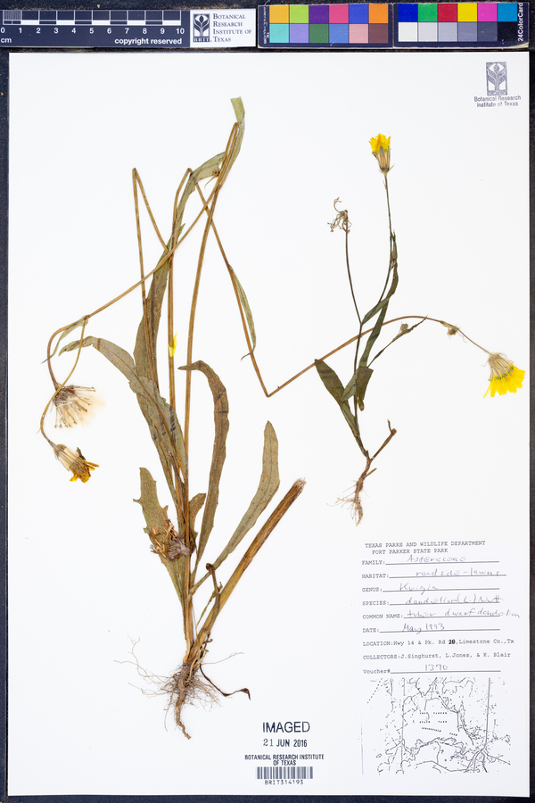Krigia dandelion image