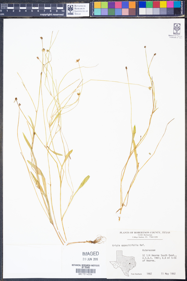 Krigia caespitosa image