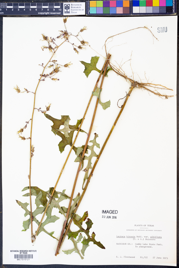 Lactuca hirsuta var. albiflora image