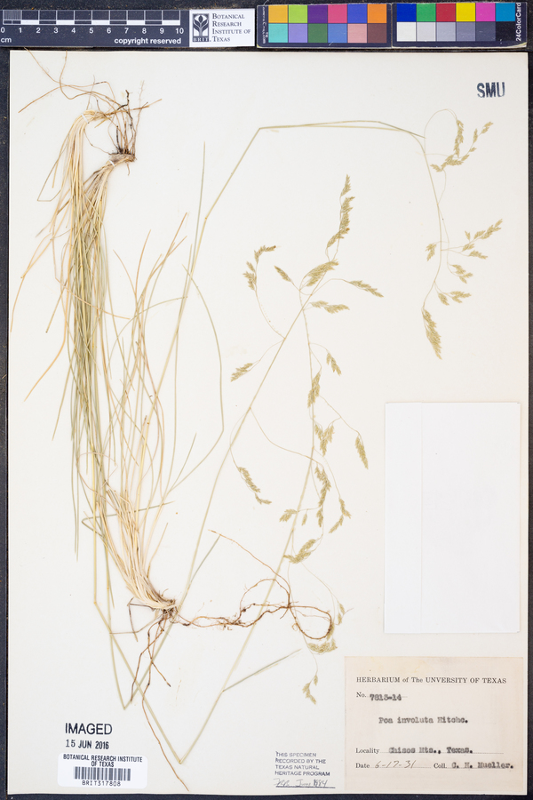 Poa involuta image