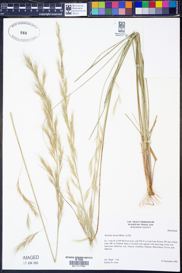 Aristida lanosa image