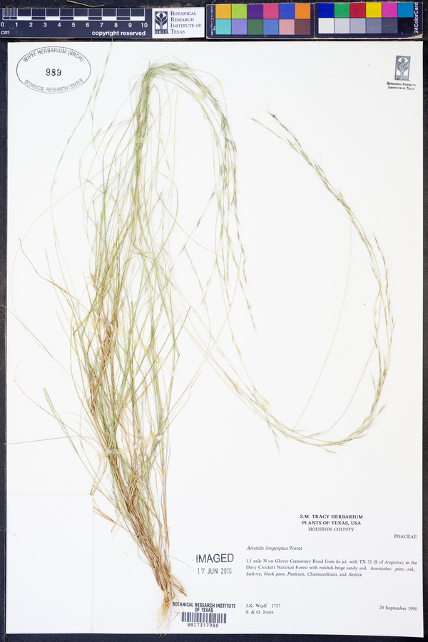 Aristida longispica image