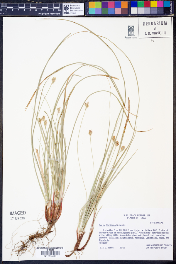 Carex floridana image