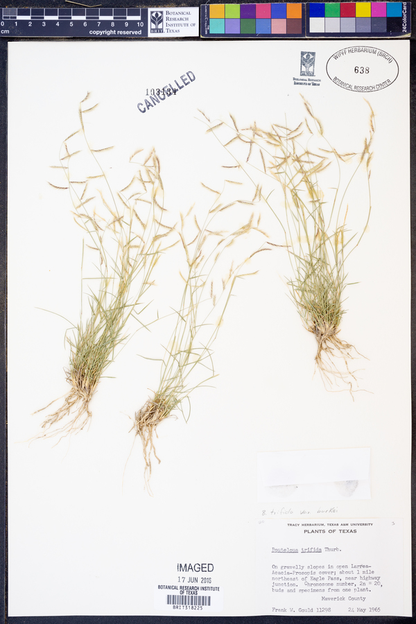 Bouteloua trifida var. burkii image