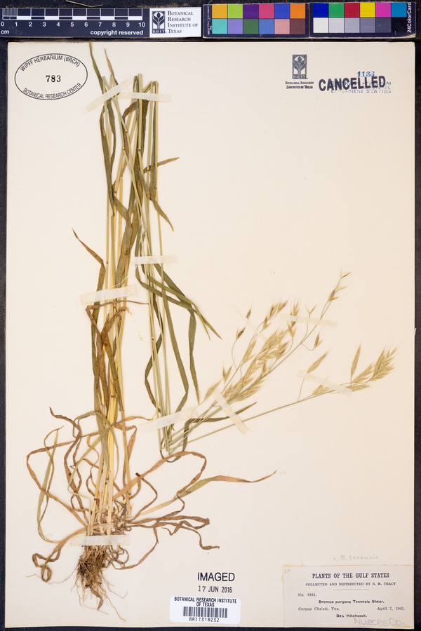 Bromus texensis image