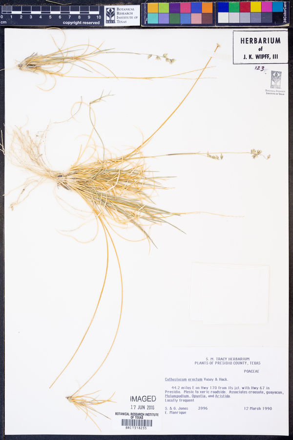 Cathestecum erectum image