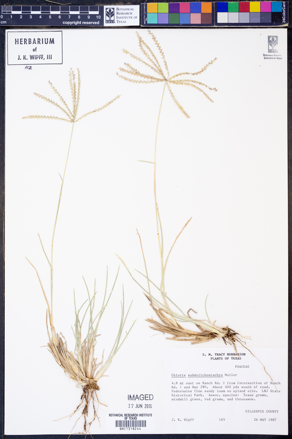 Chloris X subdolichostachya image