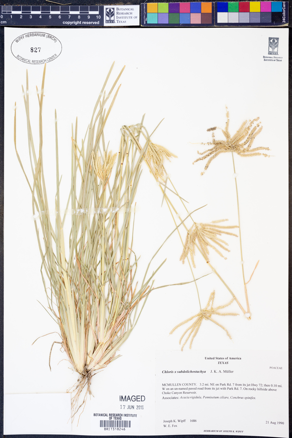 Chloris X subdolichostachya image