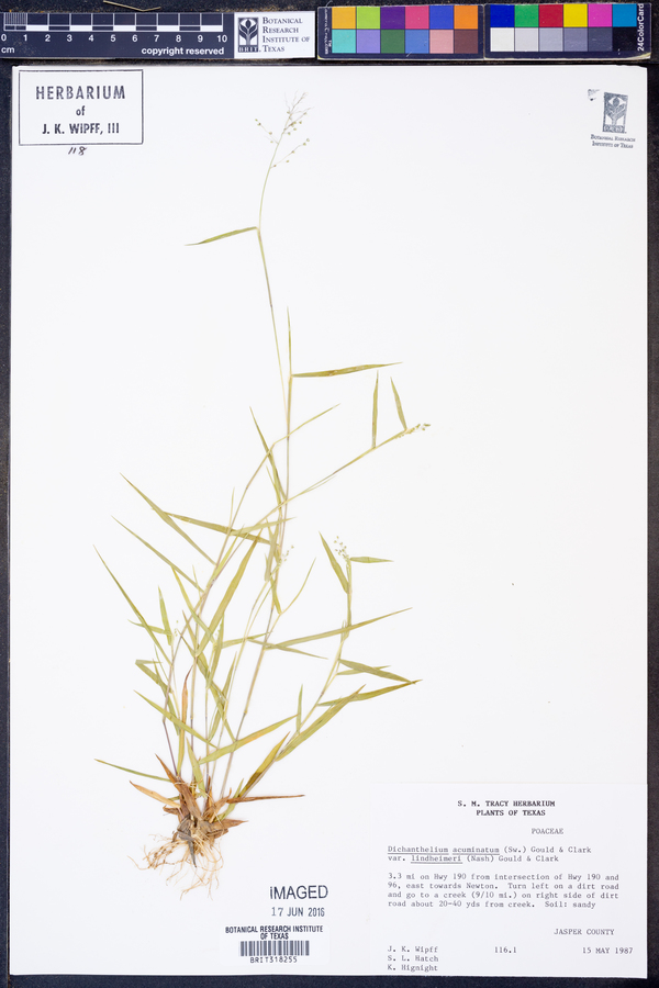 Dichanthelium acuminatum ssp. lindheimeri image