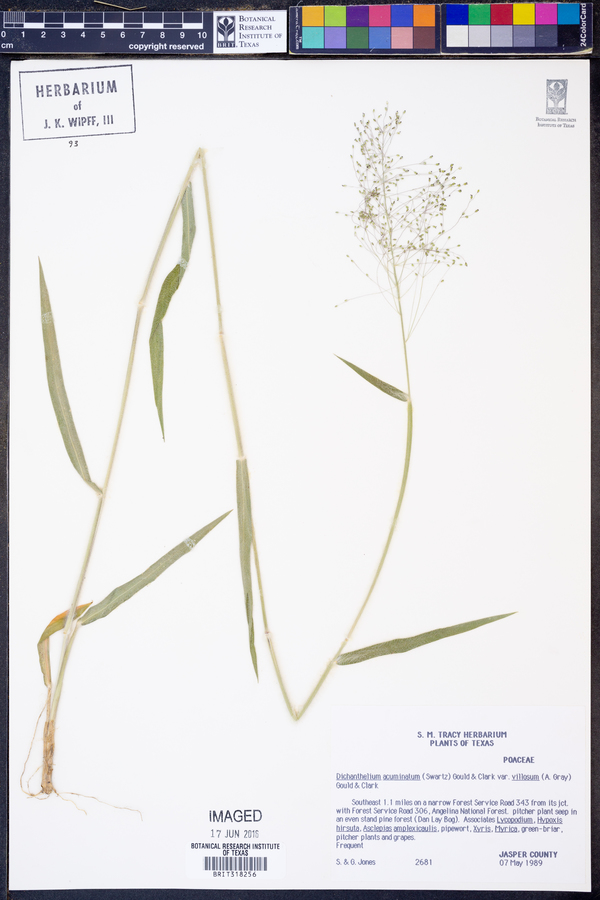 Dichanthelium ovale ssp. villosissimum image