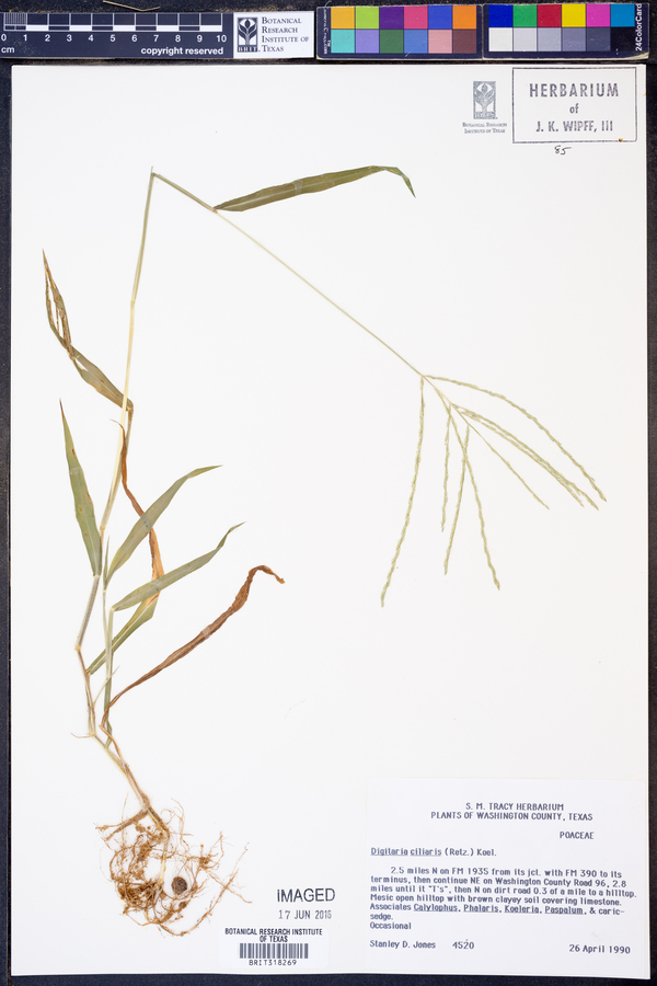 Digitaria ciliaris image