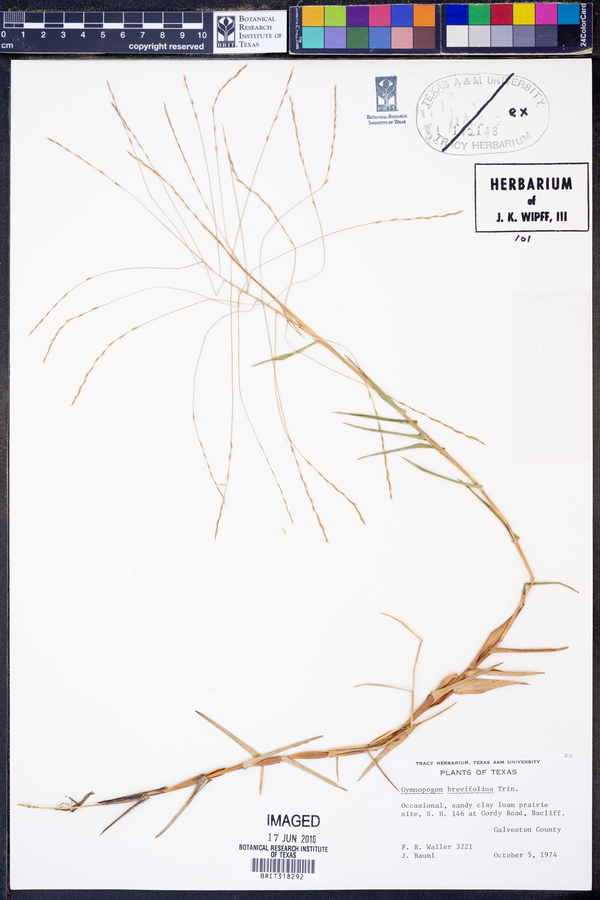 Gymnopogon brevifolius image