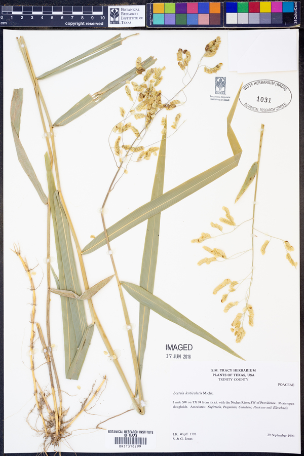 Leersia lenticularis image