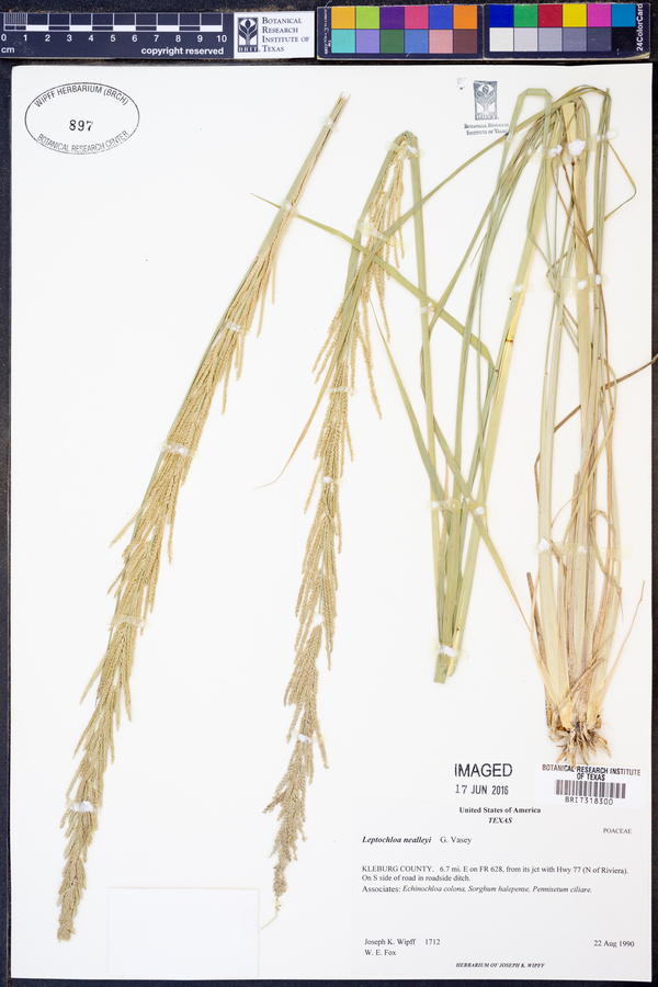 Leptochloa nealleyi image