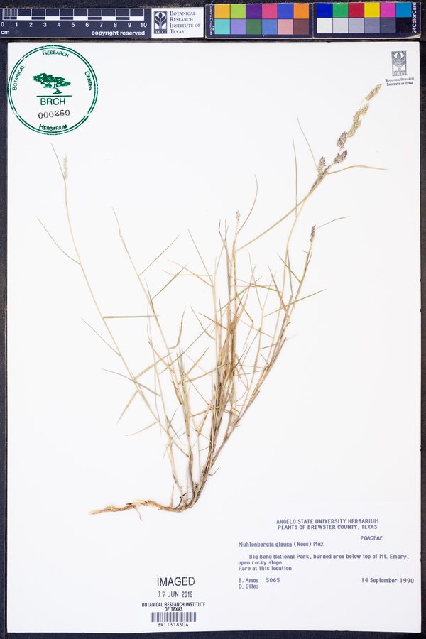 Muhlenbergia glauca image