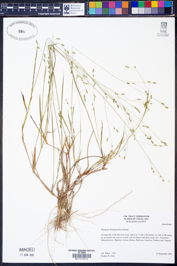 Panicum brachyanthum image