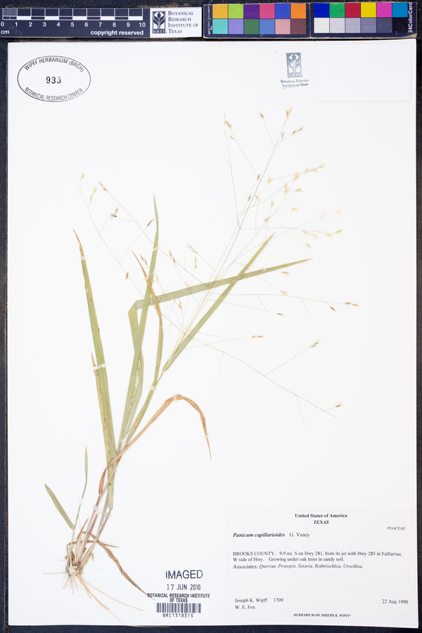 Panicum capillarioides image