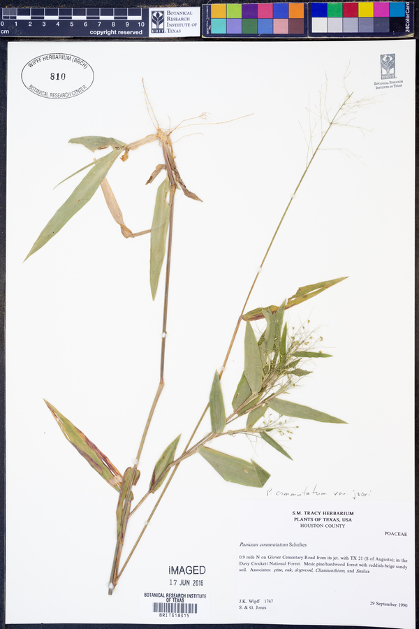 Panicum commutatum var. joorii image