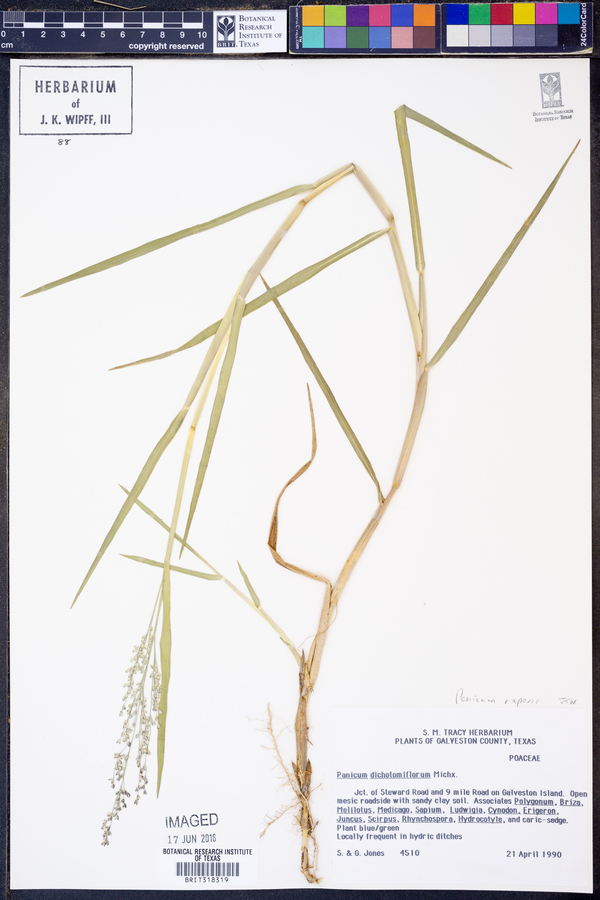 Panicum repens image