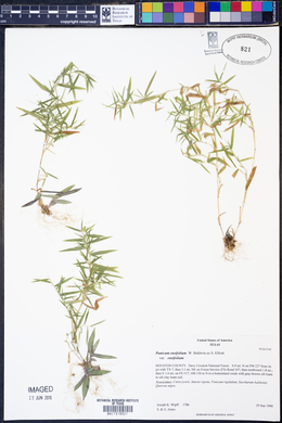 Panicum ensifolium var. ensifolium image