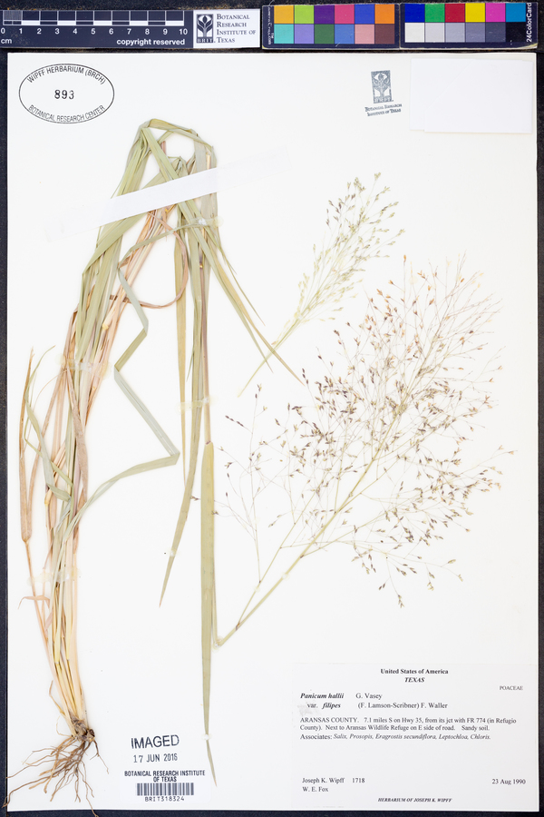 Panicum hallii var. filipes image