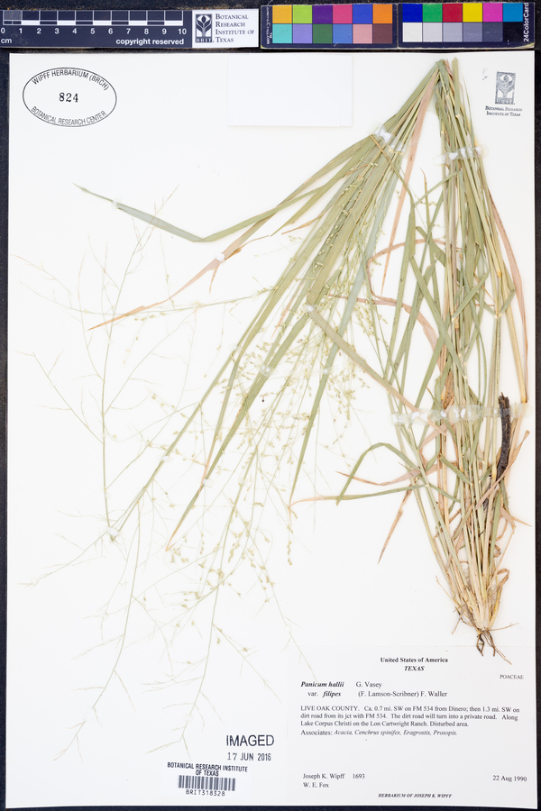 Panicum hallii var. filipes image