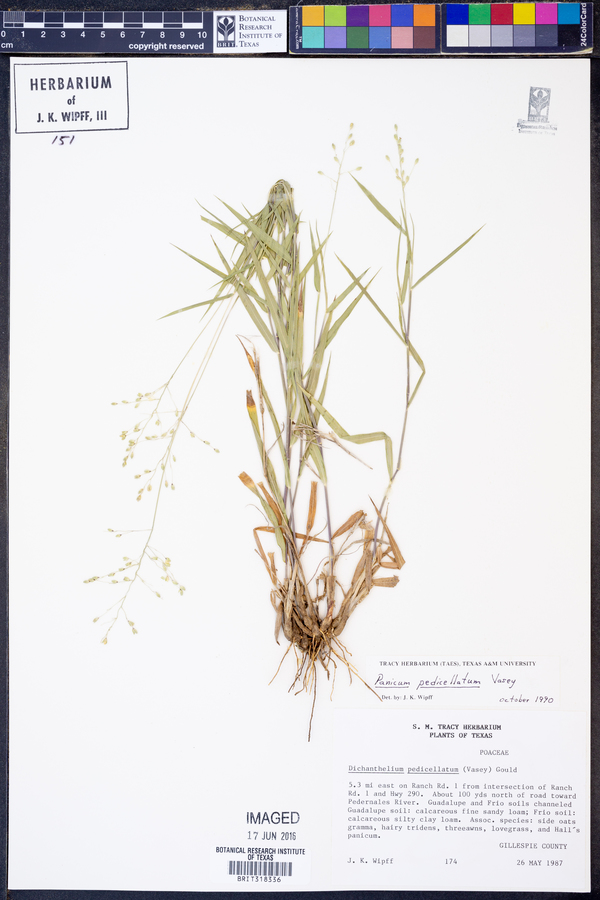 Panicum pedicellatum image
