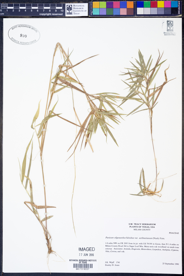Dichanthelium oligosanthes image