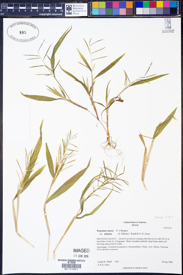 Paspalum repens image