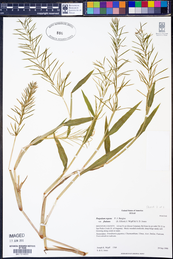 Paspalum repens image