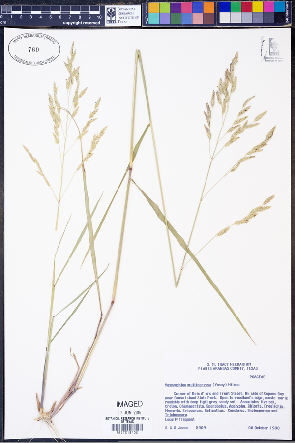 Vaseyochloa image