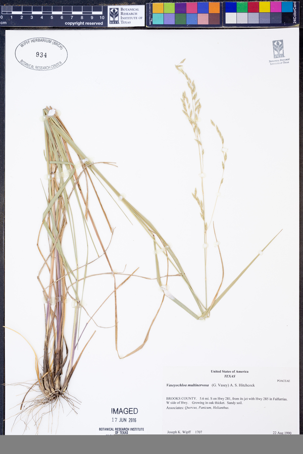 Vaseyochloa multinervosa image