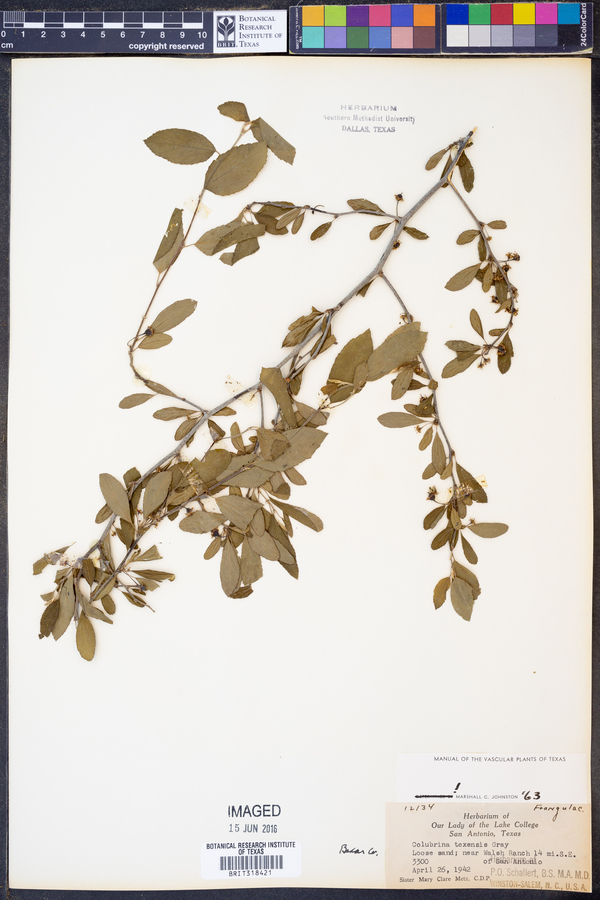 Colubrina texensis image