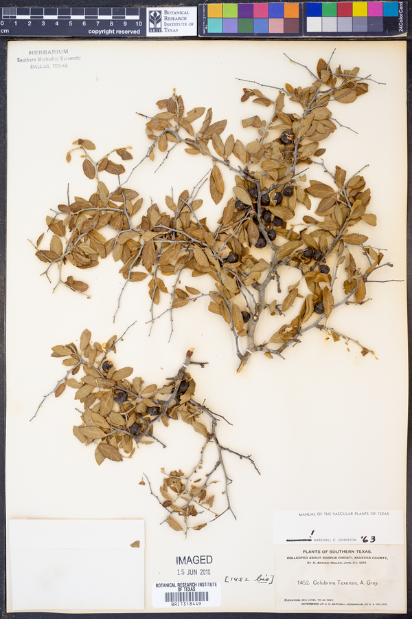 Colubrina texensis image