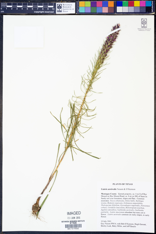 Liatris aestivalis image