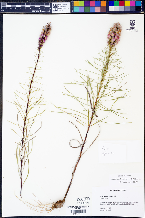 Liatris aestivalis image