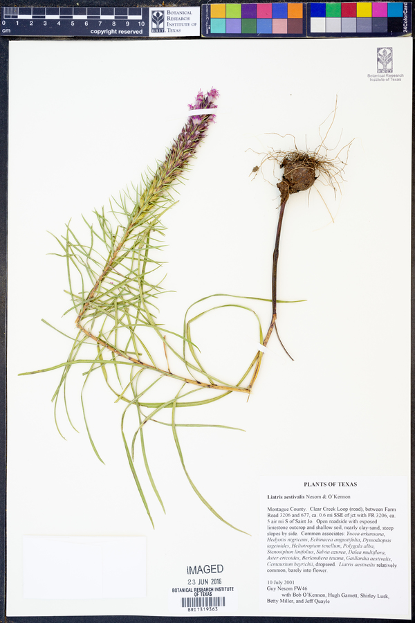 Liatris aestivalis image