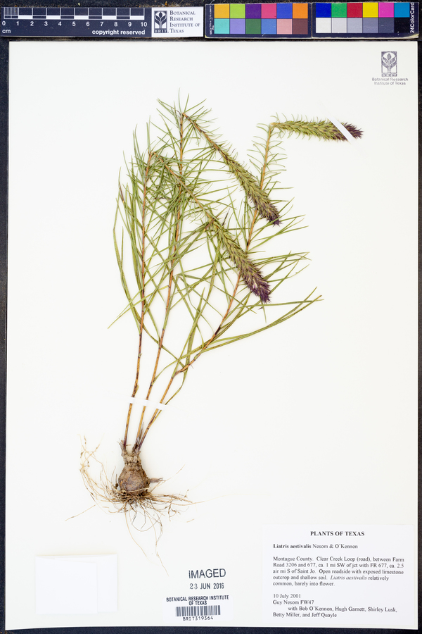 Liatris aestivalis image