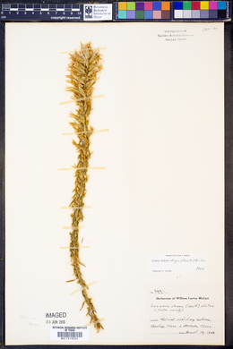 Liatris elegans image