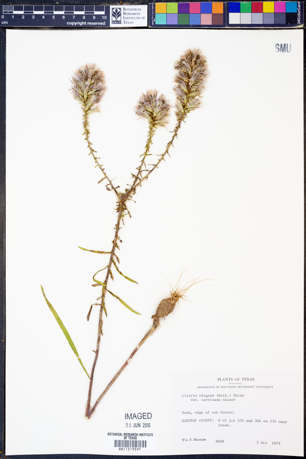 Liatris elegans var. carizzana image