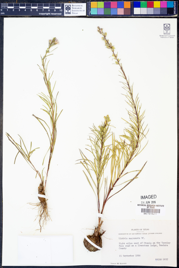 Liatris mucronata image