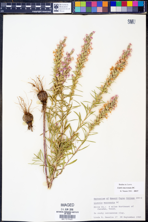 Liatris mucronata image