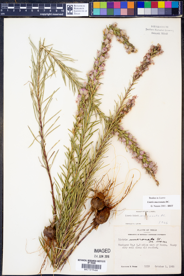 Liatris mucronata image