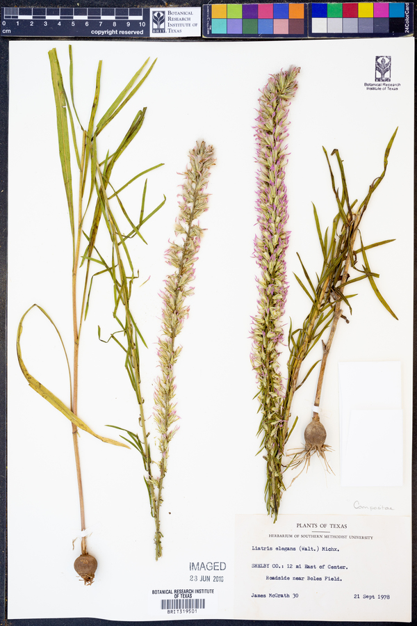 Liatris elegans image