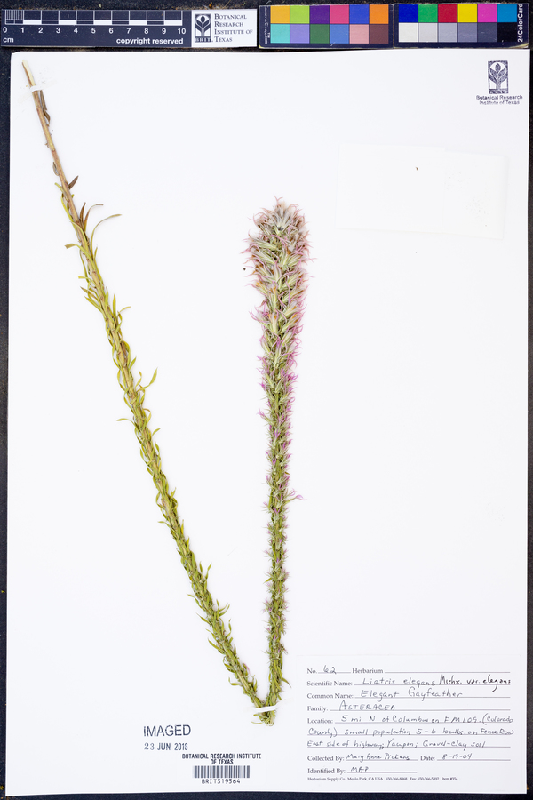 Liatris elegans var. elegans image