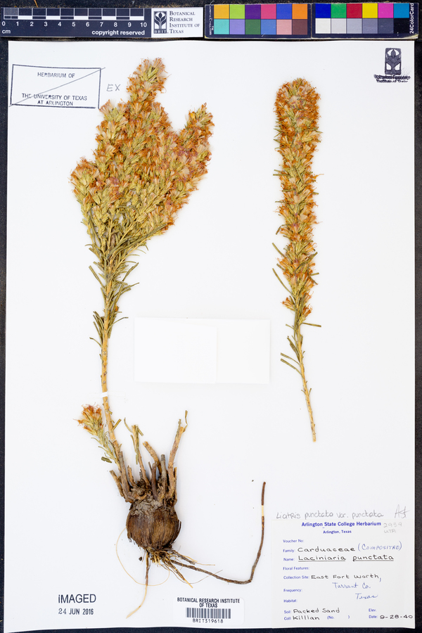 Liatris punctata var. punctata image