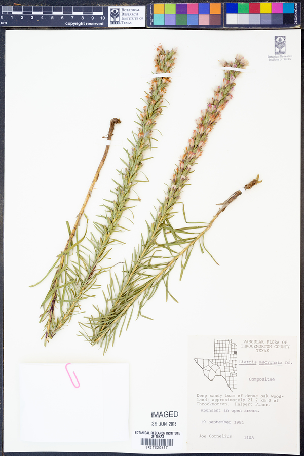 Liatris mucronata image