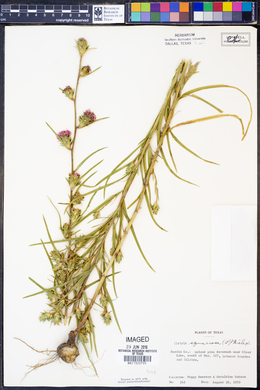 Liatris squarrosa image