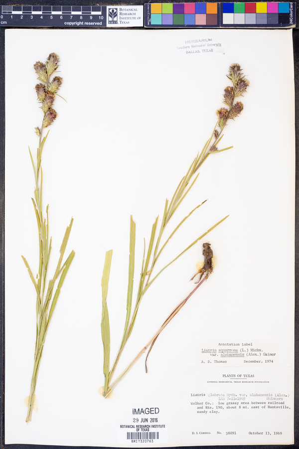 Liatris squarrosa image